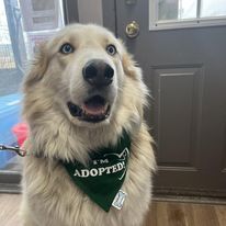 Buddy Adopted