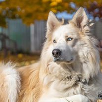 Buddy the Husky Cross